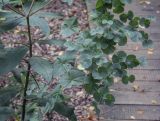 Euphorbia macroceras