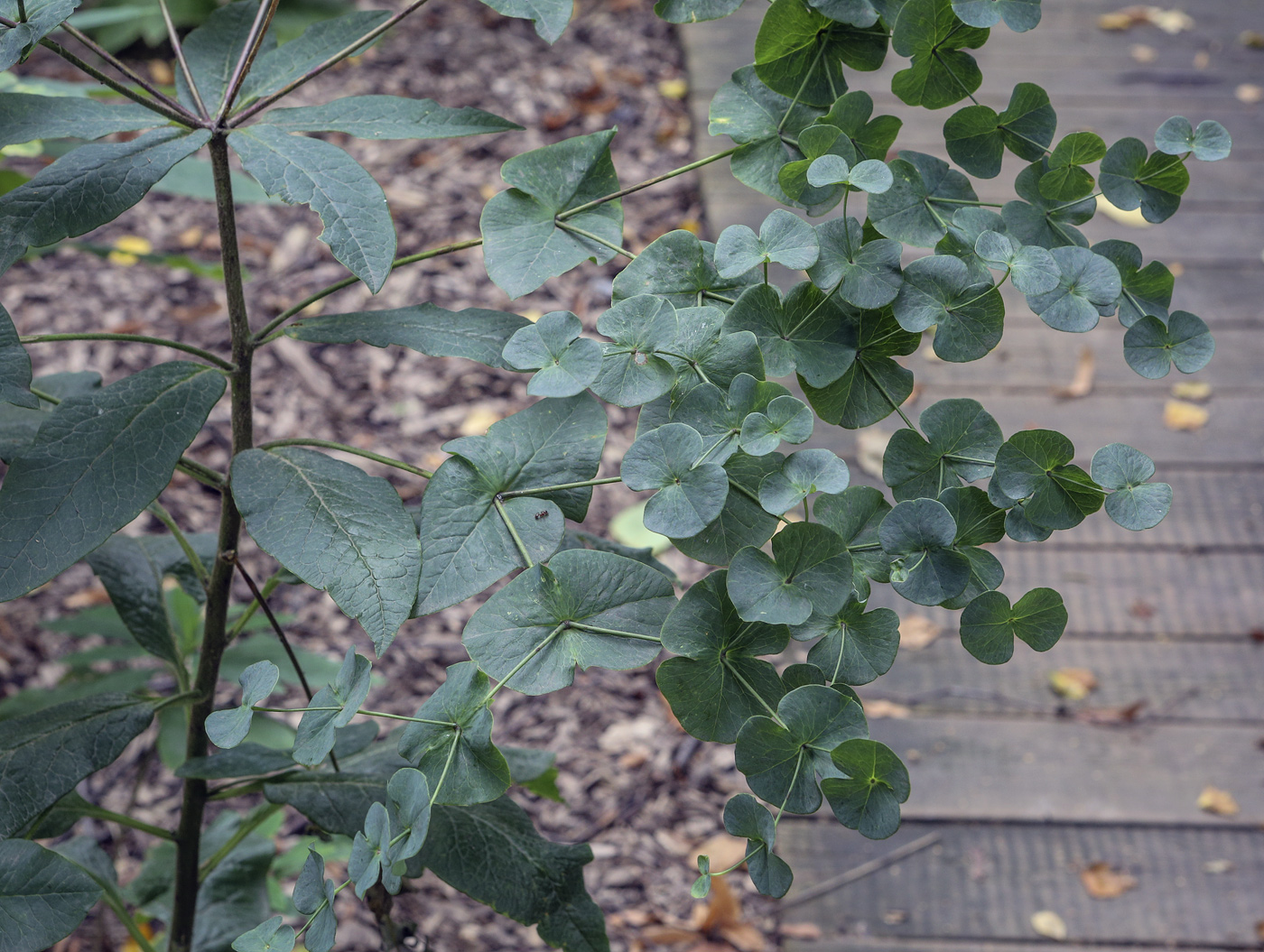 Image of Euphorbia macroceras specimen.