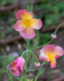 Eschscholzia californica