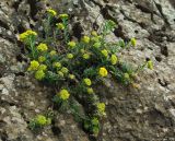 genus Alyssum. Цветущее растение. Азербайджан, Лерикский р-н. 13.04.2010.