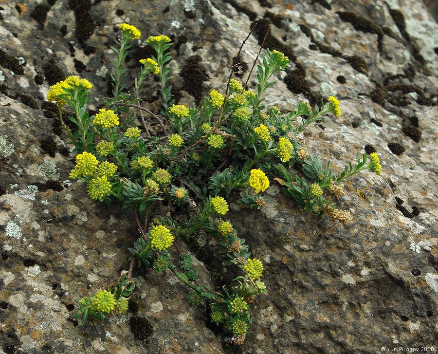 Image of genus Alyssum specimen.