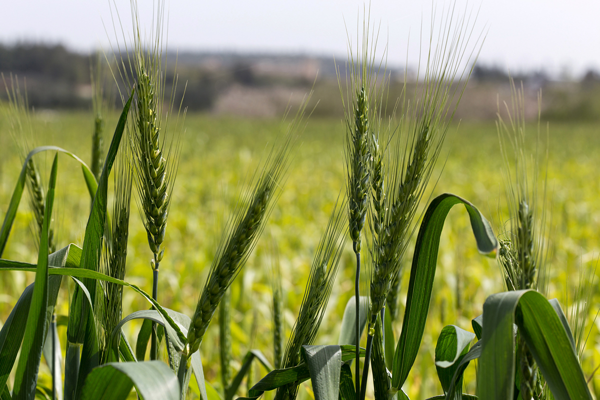 Изображение особи род Triticum.