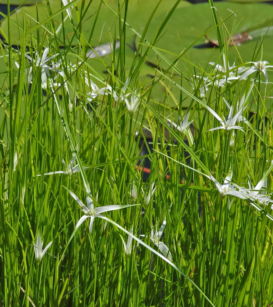 Image of Rhynchospora latifolia specimen.