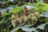 Humulus lupulus. Верхушка побега с соплодиями. Томская обл., Томск, пос. Заварзино, берег р. Ушайка, ивовые заросли. 15.08.2021.