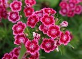 Dianthus barbatus