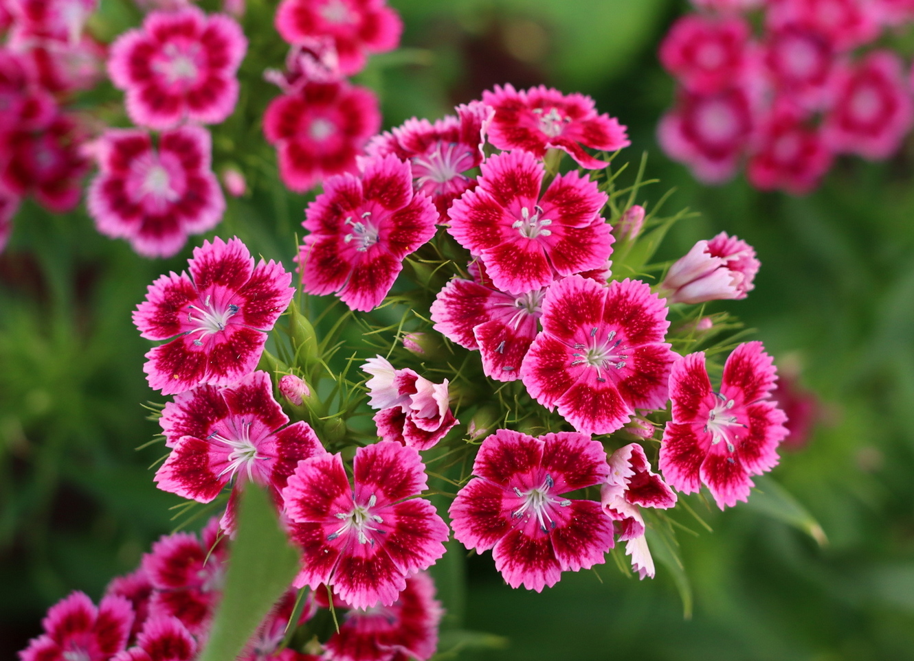 Image of Dianthus barbatus specimen.