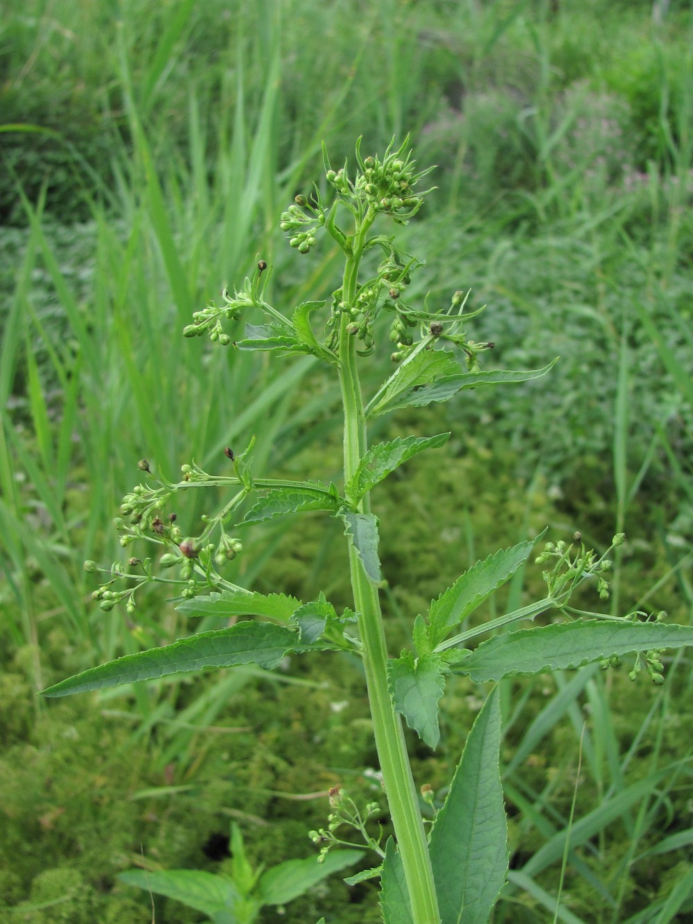 Изображение особи Scrophularia umbrosa.