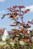 Rosa glauca