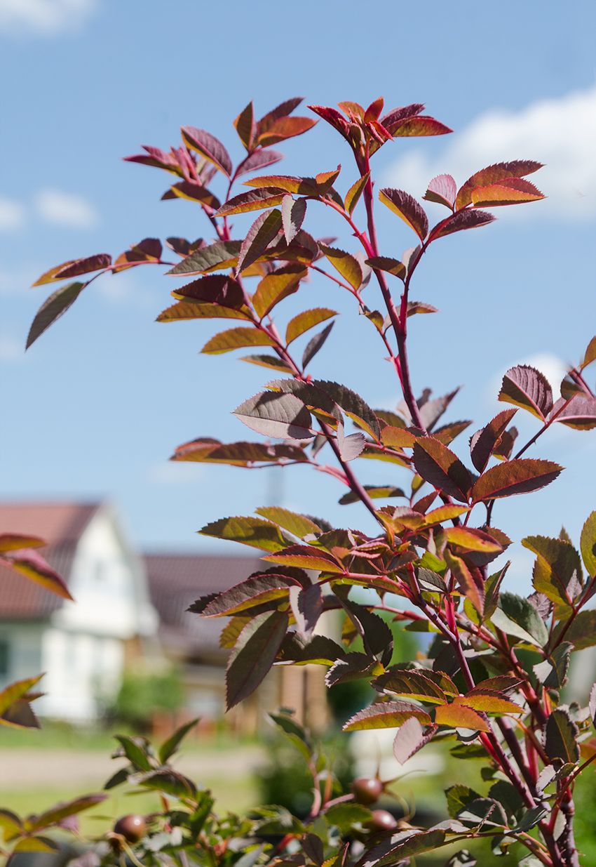 Изображение особи Rosa glauca.