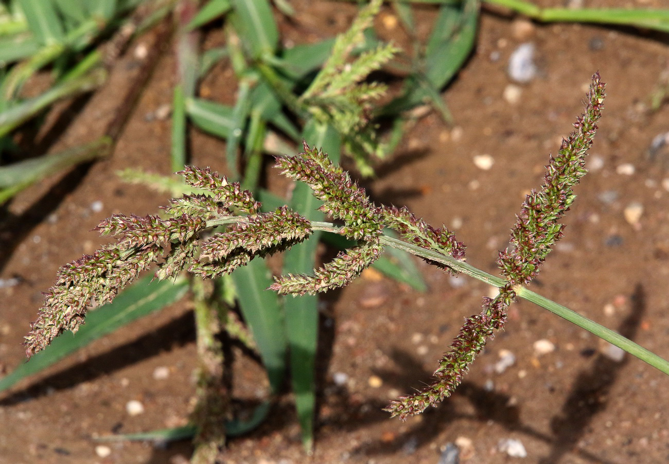 Изображение особи Echinochloa crus-galli.