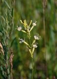 Silene multiflora