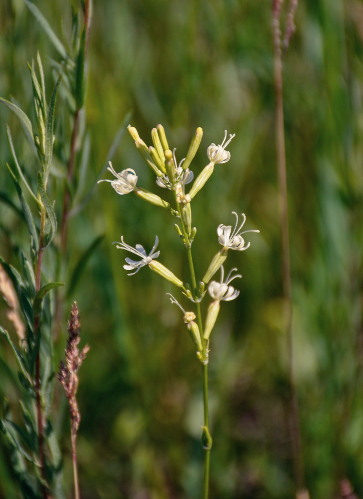 Image of Silene multiflora specimen.