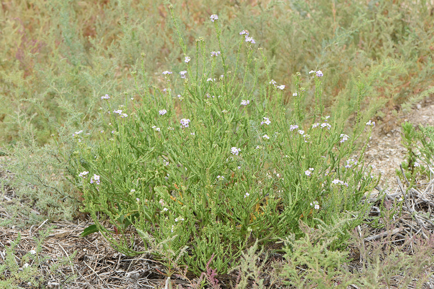 Image of Cakile euxina specimen.