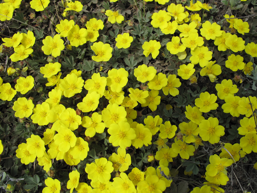 Image of Potentilla incana specimen.