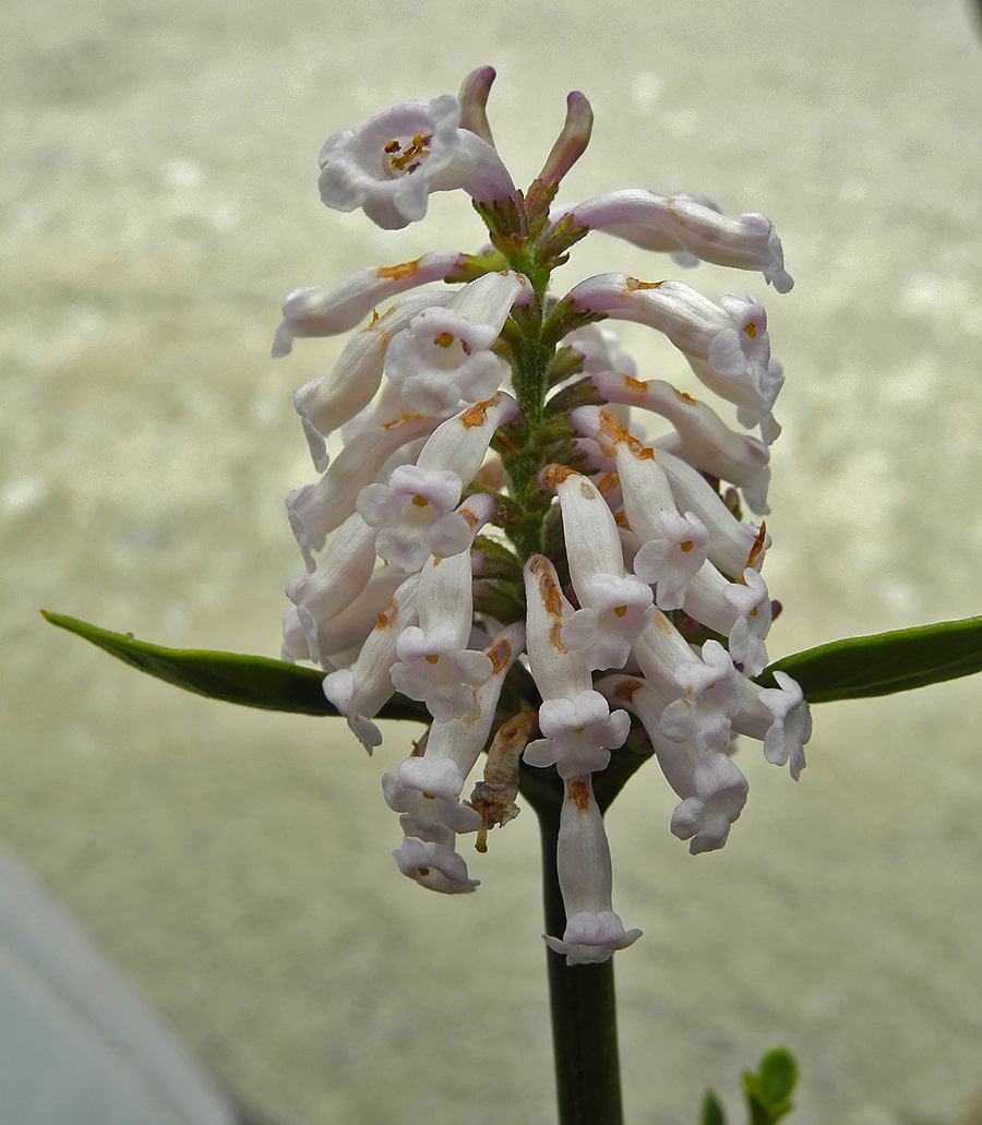 Image of Diostea juncea specimen.