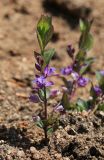 Polygala japonica. Цветущее растение. Приморский край, Ханкайский р-н, окр. с. Комиссарово, распаханный участок луга. 20.05.2022.