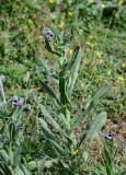 Cynoglossum creticum. Цветущее растение. Дагестан, Магарамкентский р-н, окр. с. Приморский, у дороги. 05.05.2022.