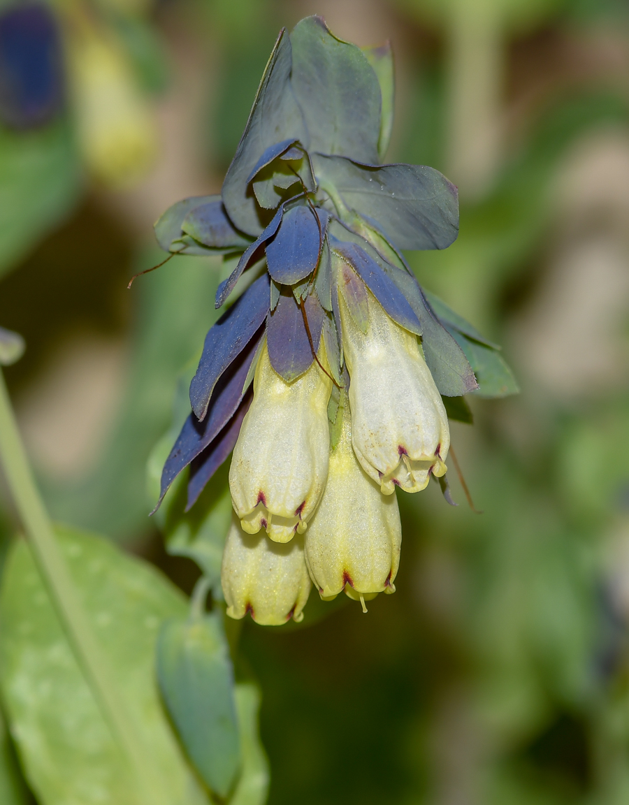 Image of Cerinthe palaestina specimen.