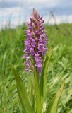 Dactylorhiza incarnata