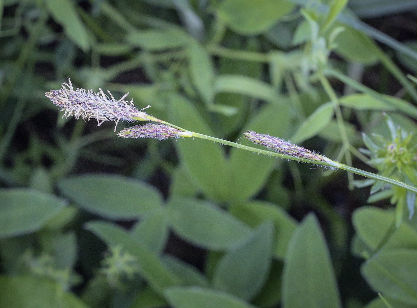 Image of Carex hirta specimen.