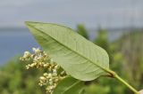 Aconogonon jurii