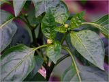 Capsicum annuum