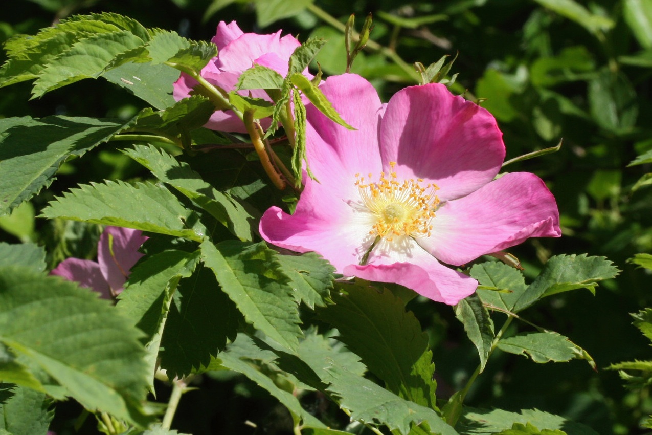 Image of Rosa glabrifolia specimen.