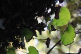 Hymenophyllum nephrophyllum. Спороносящее растение. Новая Зеландия, р-н Манавату-Уангануи, заповедник \"Tupapakurua Falls\", на стволе дерева. 21.12.2013.