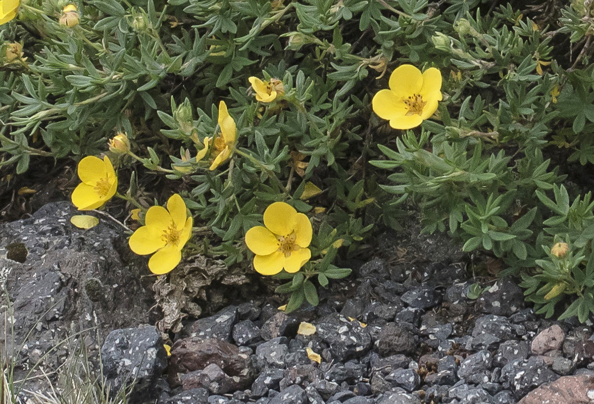 Image of Dasiphora fruticosa specimen.