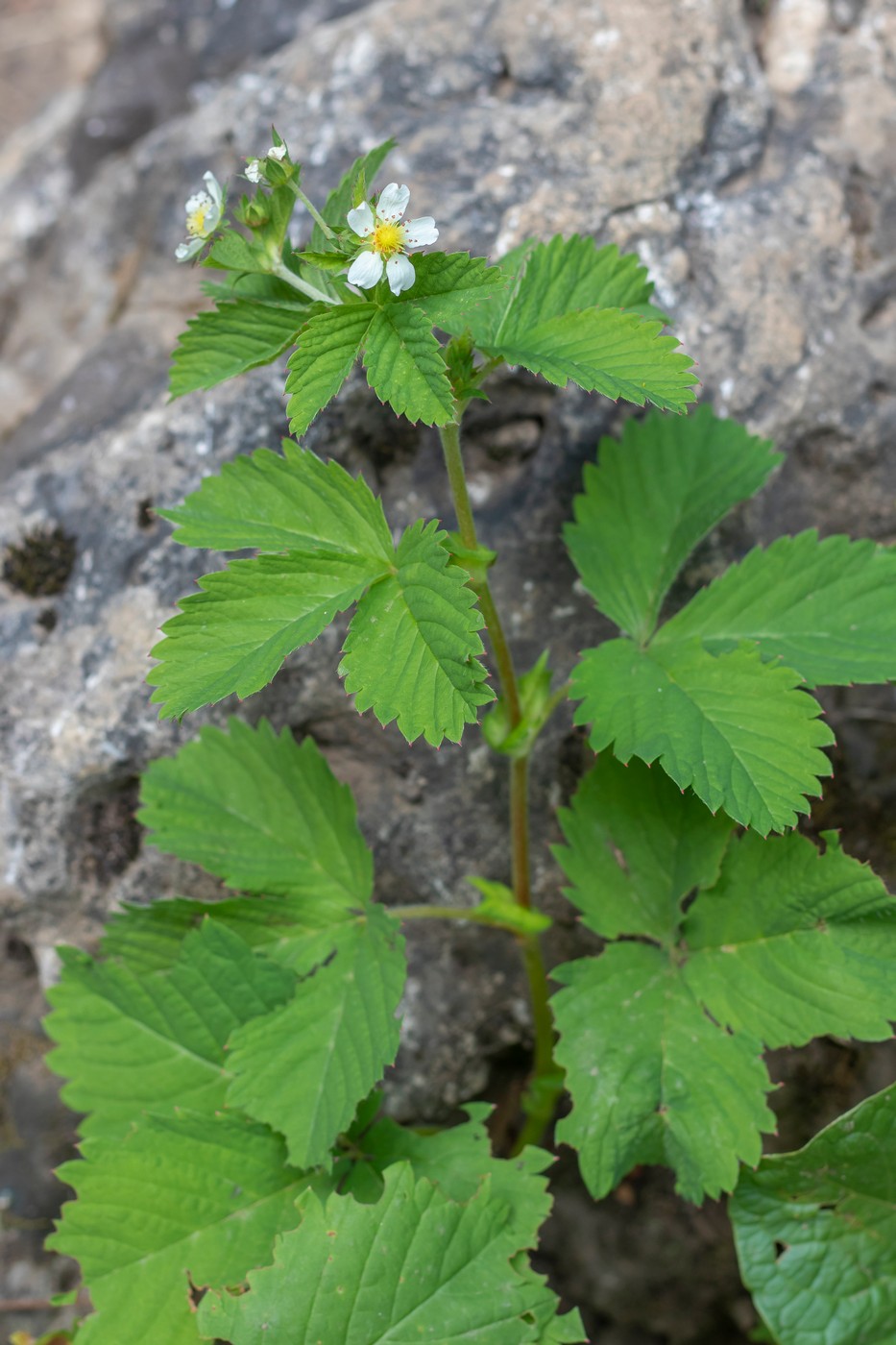 Изображение особи Fragaria viridis.