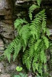 Woodsia caucasica