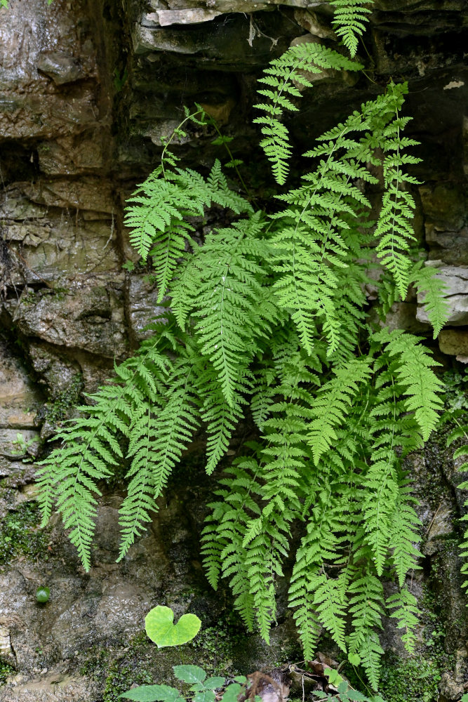 Image of Woodsia caucasica specimen.