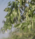 Periploca graeca