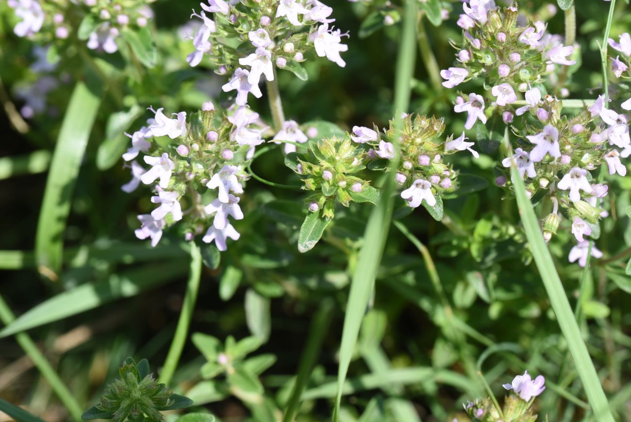 Изображение особи Thymus armeniacus.