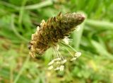 Plantago lanceolata. Соцветие. Московская обл., ГО Подольск, лужайка у лесопарка \"Берёзки\". 30.09.2022.