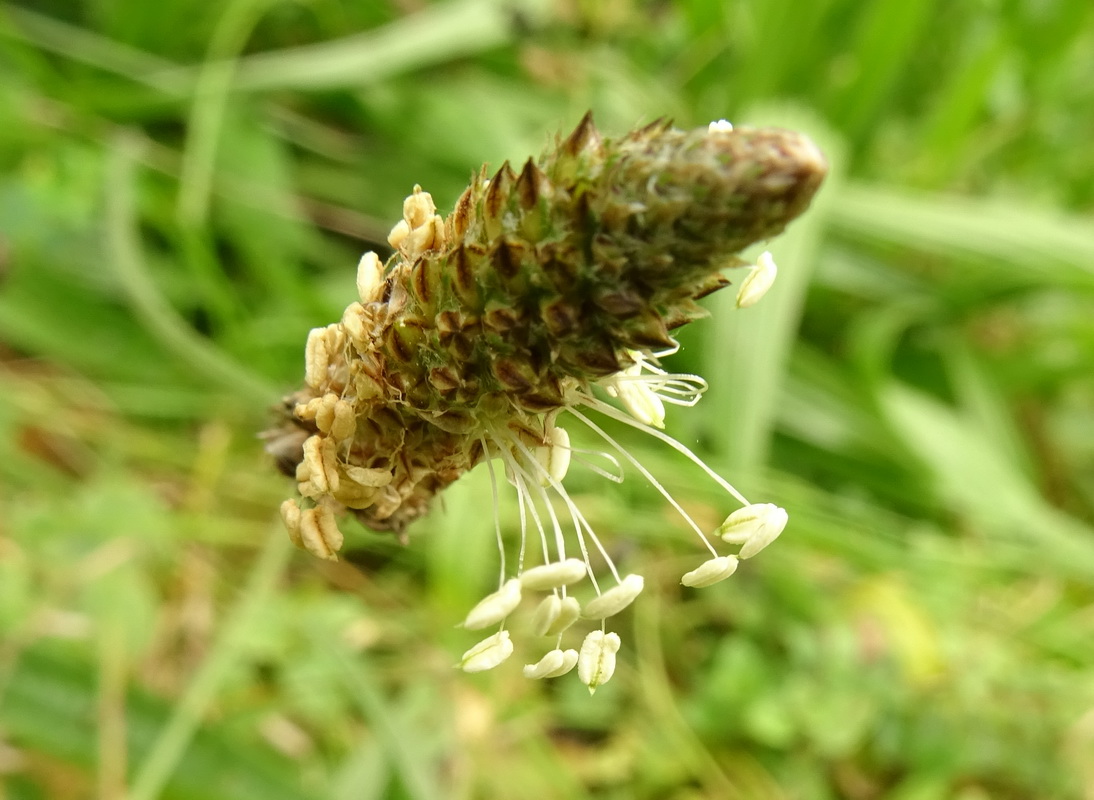 Изображение особи Plantago lanceolata.