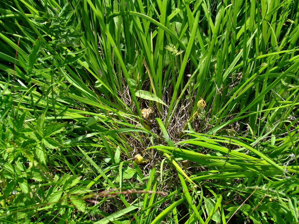 Image of Iris ruthenica specimen.