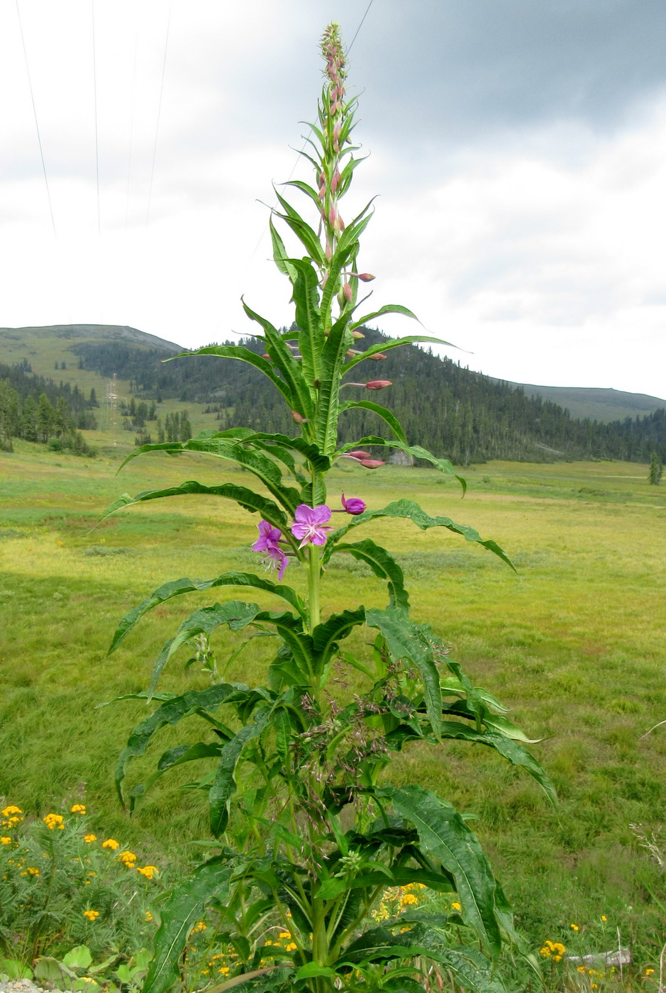 Image of Chamaenerion angustifolium specimen.