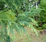 Cryptomeria japonica. Ветвь с развивающимися микростробилами. Абхазия, Гудаутский р-н, г. Новый Афон, Афонская гора. 27.09.2022.