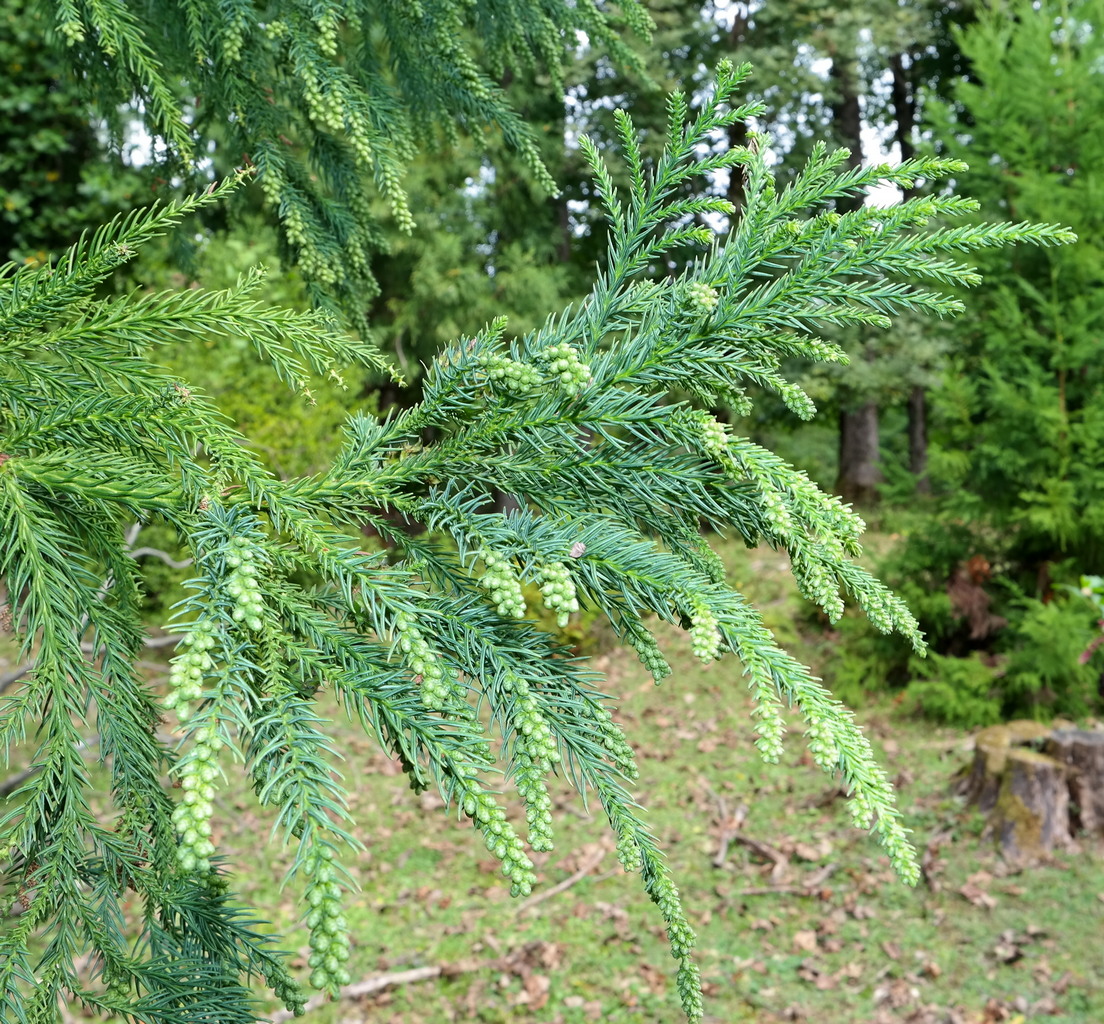 Изображение особи Cryptomeria japonica.