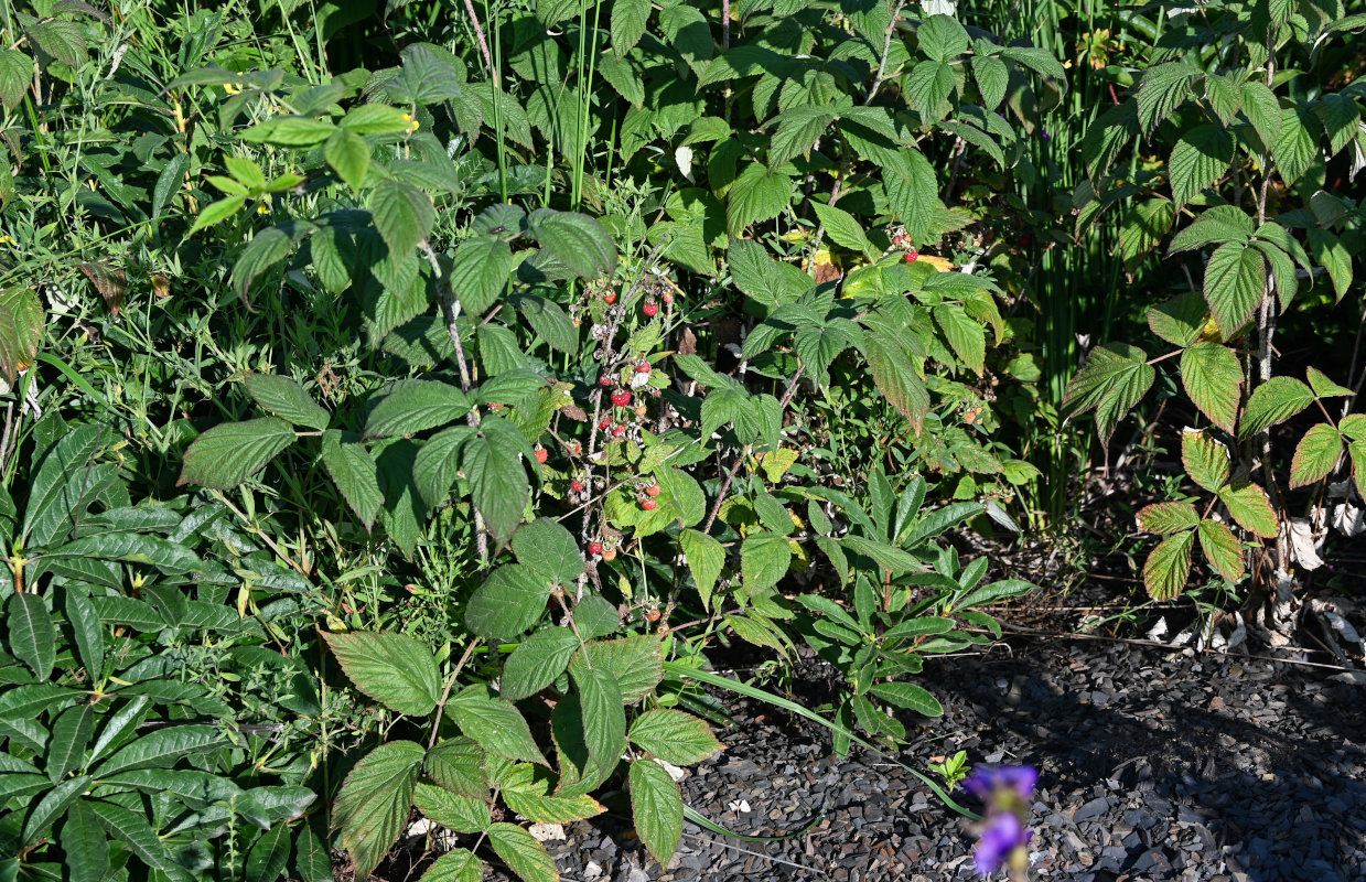 Image of Rubus idaeus specimen.