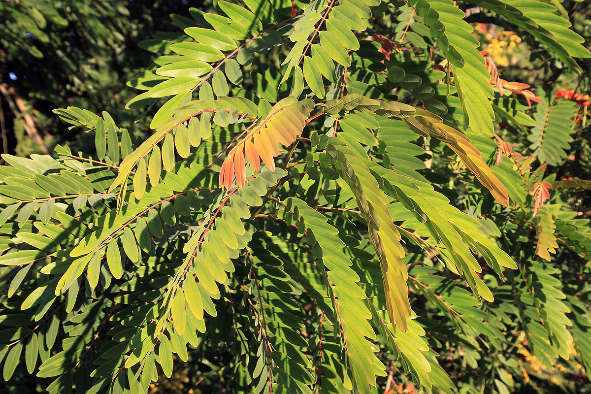 Image of Senna siamea specimen.