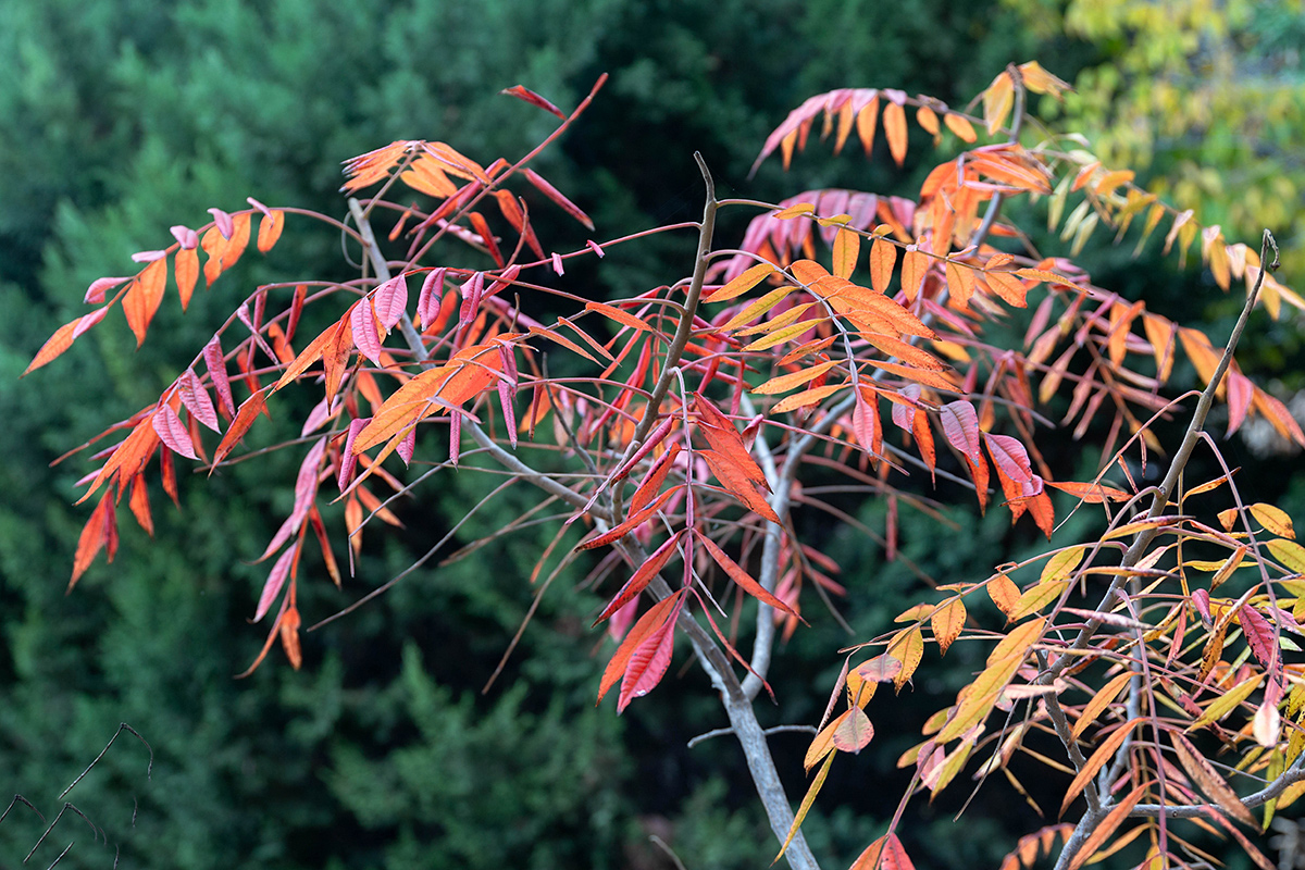 Image of Rhus copallinum specimen.