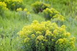 Euphorbia stepposa