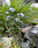 Myosotis alpestris. Соцветия. Карачаево-Черкесия, Урупский р-н, Кавказский биосферный заповедник, Имеретинское ущелье, ≈ 2300 м н.у.м., скалы под Верхним Имеретинским водопадом, нагромождение камней. 28.07.2022.