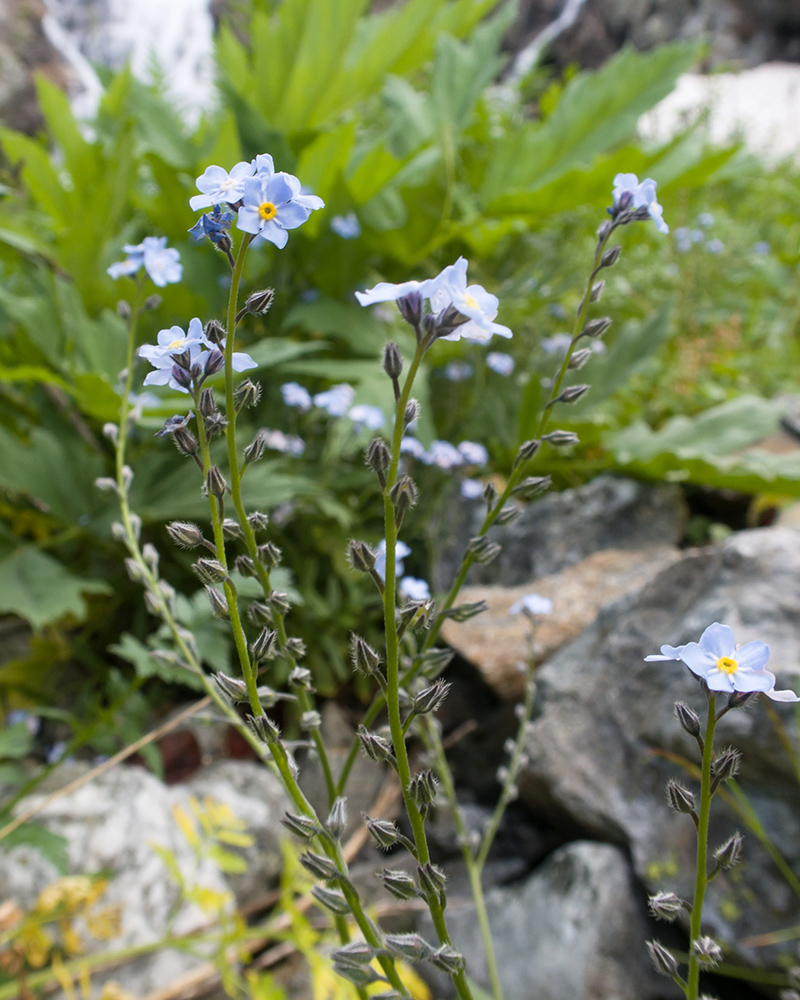 Изображение особи Myosotis alpestris.