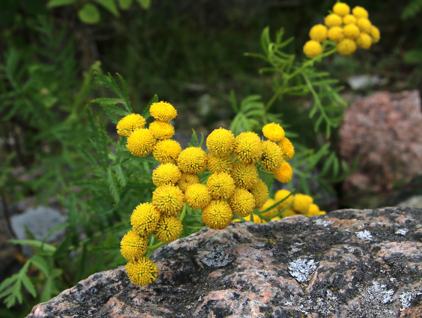 Image of Tanacetum vulgare specimen.