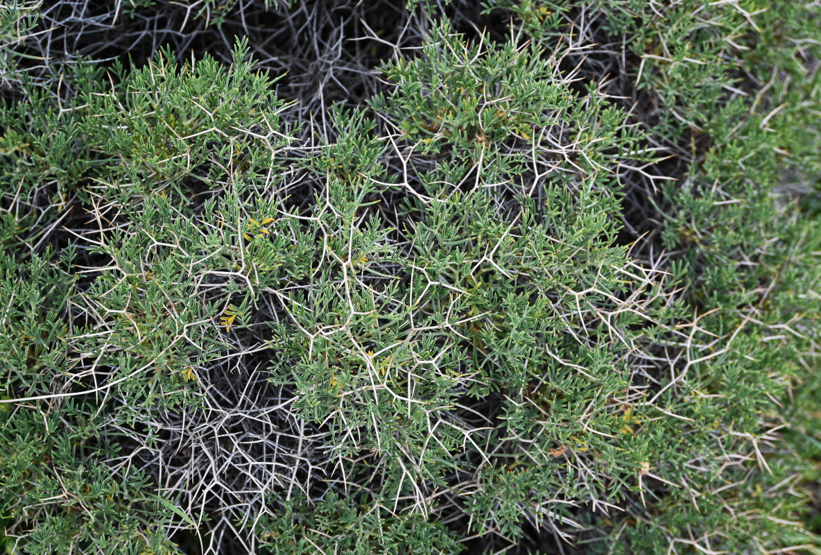 Image of Onobrychis cornuta specimen.