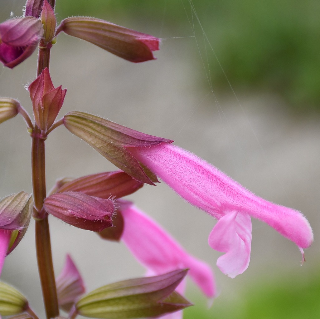 Изображение особи Salvia dorisiana.