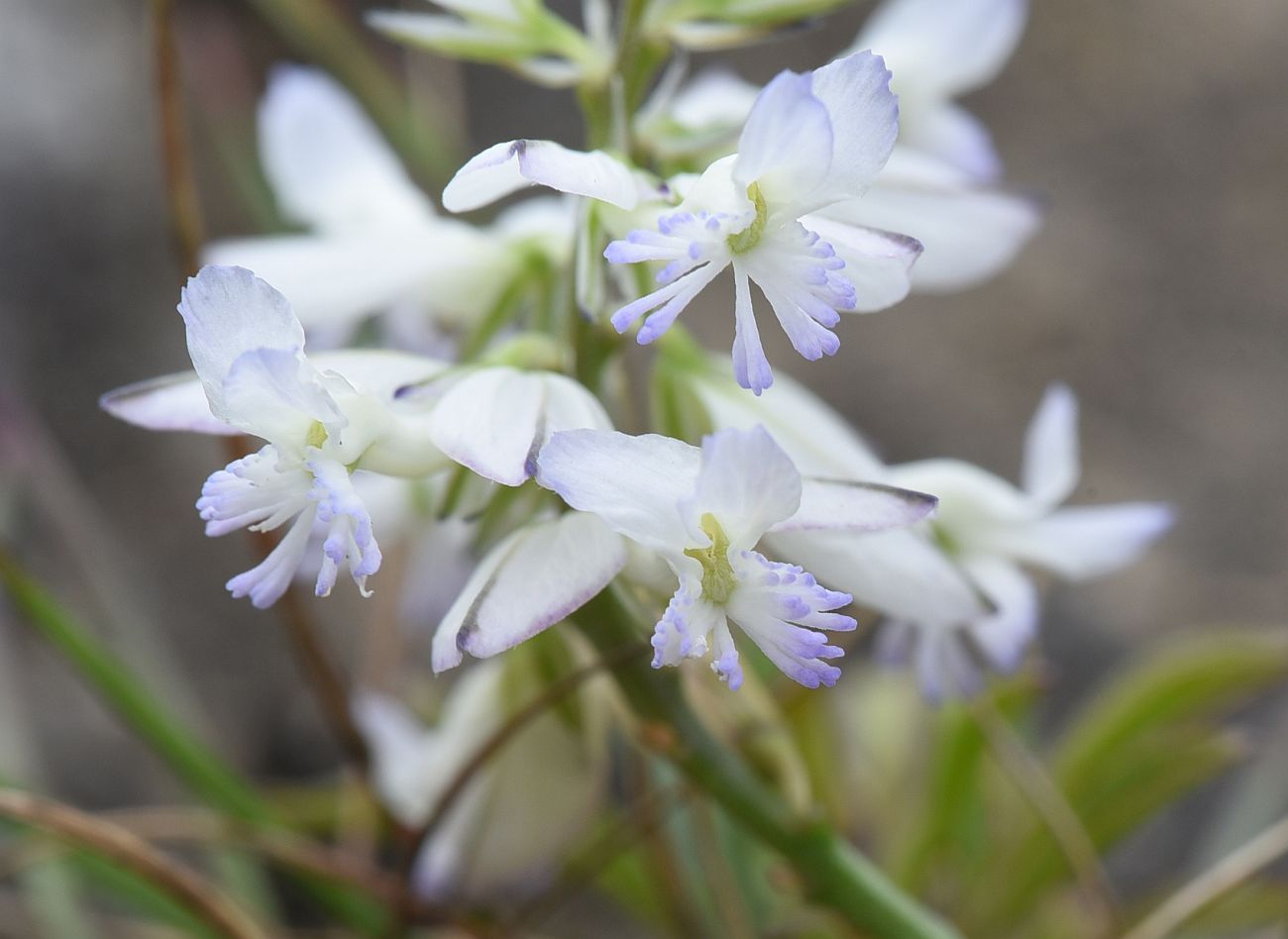 Image of Polygala caucasica specimen.